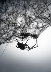 Loom