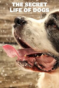 Secret Life of Dogs