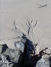 Seedling